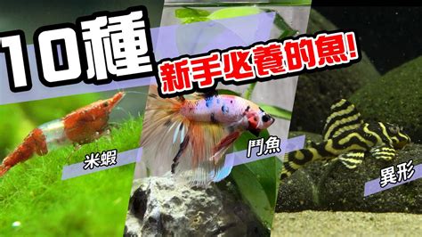 養淡水魚種類|10種激推!給新手的魚~養這些!讓你告別養魚殺手~【憩魚水族】